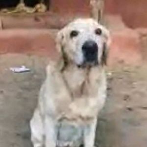 Meet your Posher, Chase